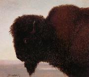 Buffalo Head